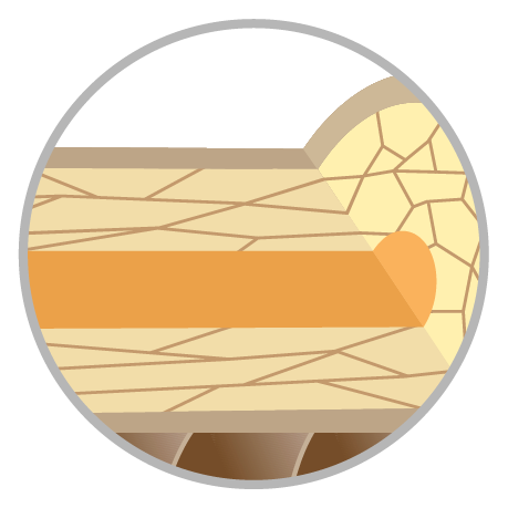 Hair Structure - Cortex