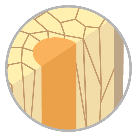 Hair Structure - Medulla